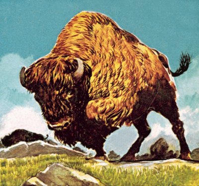 Bison by English School